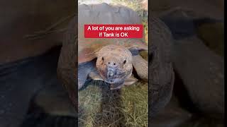 Does My Pet Tortoise Miss His Mate Who Died? 