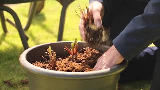 Growing Iris Siberica