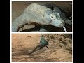 Komodo dragon #youtubers #youtubeshorts #nature