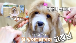 [애니살롱] 고객님~ 빠마 말고 가실께요~