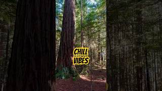 Redwoods Rotorua Is Absolutely Magical #newzealand #adventure