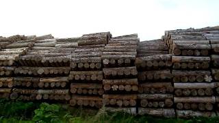 Huge Timber Industry in Hokkaido Japan!