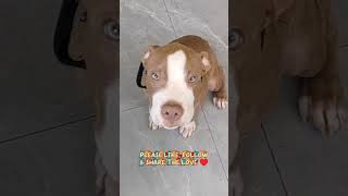 #shortvideo #shorts #pitbulllove #fyp #pitbull