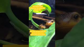 Dangerous And Cute, Meet The California Newt