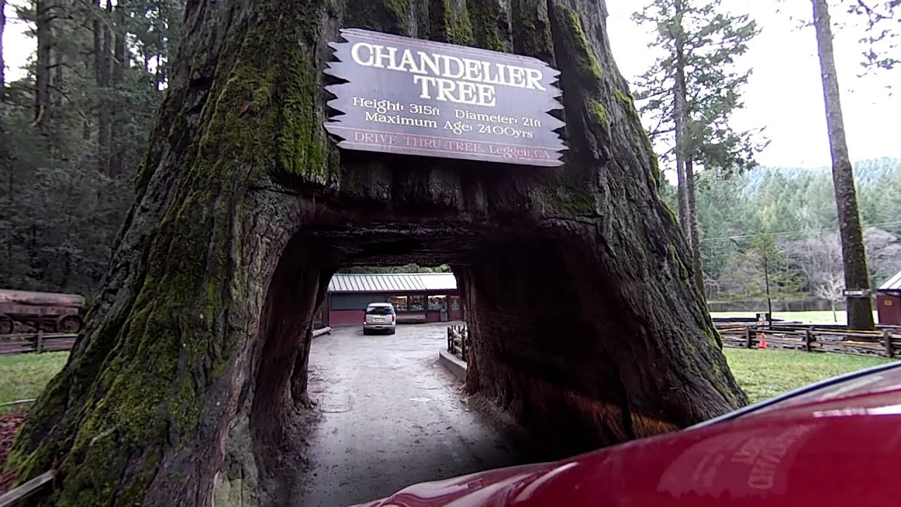Htc Re In Chandelier Tree Leggett Ca Externally Car Htc Re In Chandelier Tree Leggett Ca Externally Car Mounted