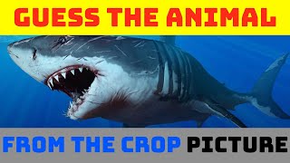Guess The Animals From Crop Picture - Quiz Trivia Puzzle - Mind Works