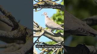 The Bemused Collared Dove With An Annoying Mate #digiscoping #birdwatching #nikonScope #iphone12