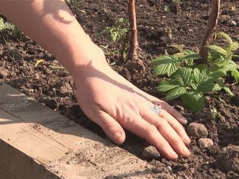 How To Plant Raspberries