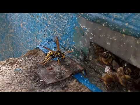 Оса-воровка и пчелы-стражники!#пчелы