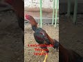 xyrozimiz ham salkam tayyor sotuvda