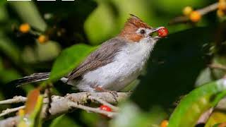 SADISNYA suara burung yuhina kalimantan atau prenjak batu