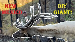 374' Giant Bull Elk on Public Land   American Safari 3.0 Ep. 5