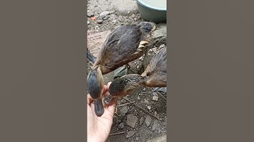 Kasih makan anak belibis kembang jinak usia 2 bulan