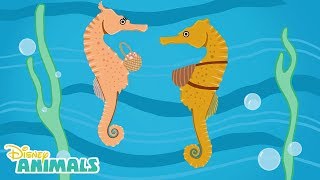 Sea Horses  | Disney Animals | Disney Junior