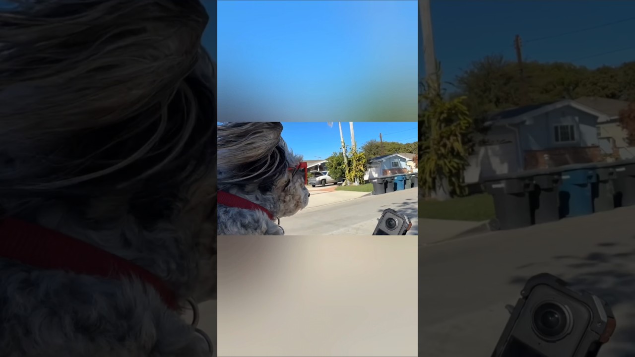 Watch how a Catholic responds to the Gospel. Featuring Ray's dog.