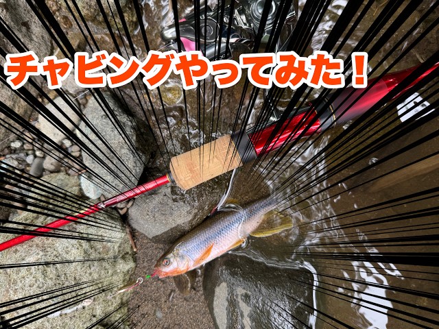 相模川水系でチャビングやってみた！ - YouTube