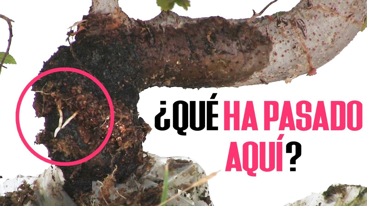 Acodo MEGA FAIL Trabajo MUY drástico (en serio)