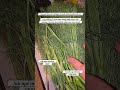 Qhia Tshuaj Zoo Ua Mob Txhuj Txhoo Tsis Muaj Hnub Zoo Zoo Mob ib lwj ntsuav 5/26/2026