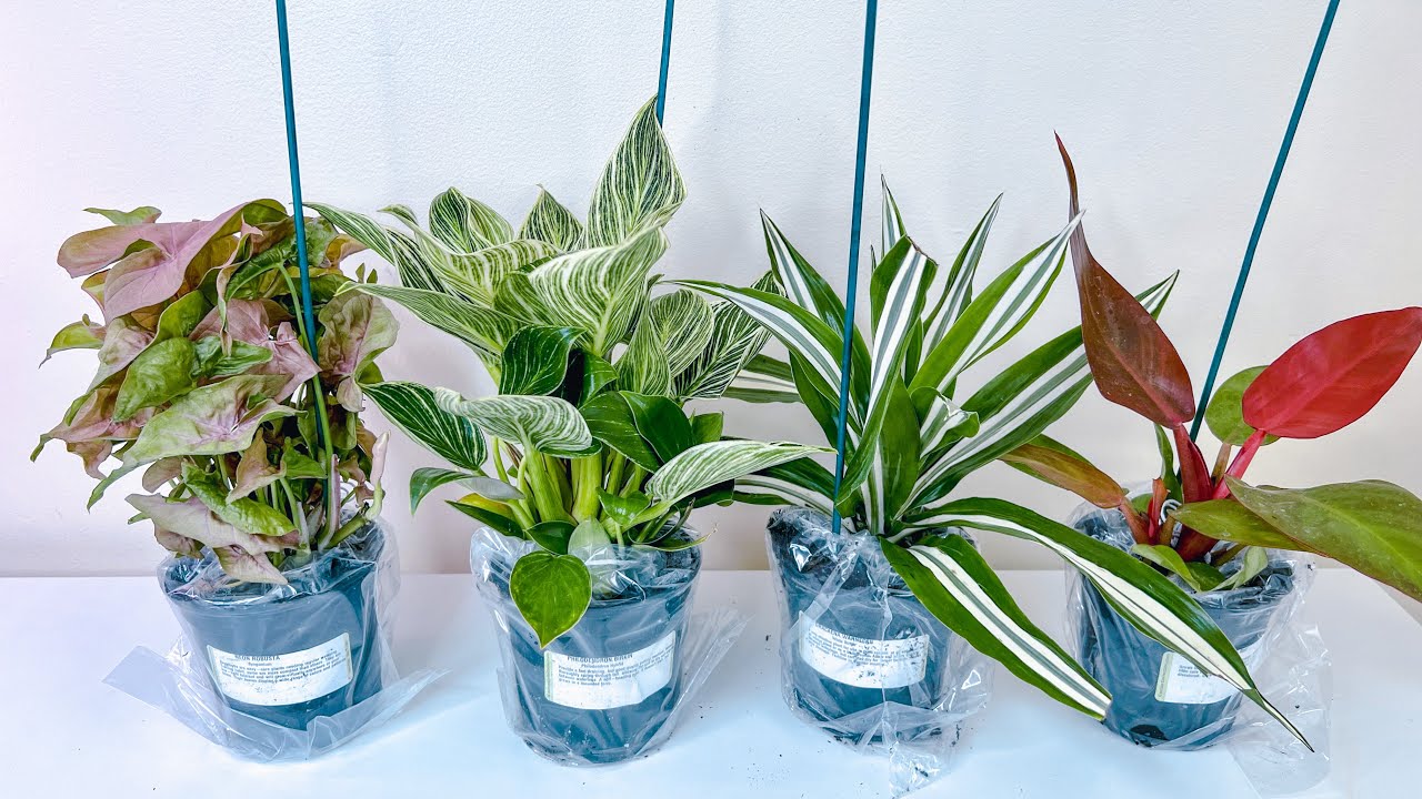 139 Houseplants Bought from Amazon That Are Easy to Grow Indoor