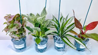 #139 : Houseplants Bought from Amazon That Are Easy to Grow Indoor | Grow with SPIDER FARMER SF300