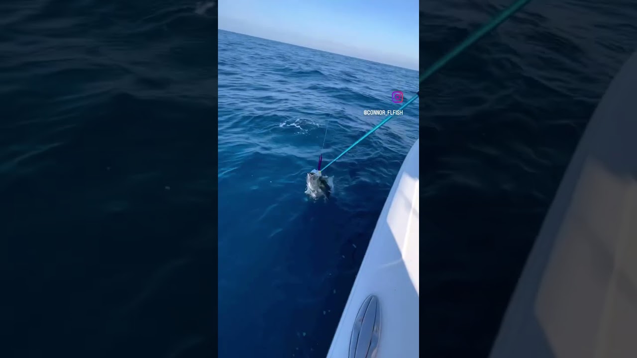 Blackfin Tuna on deck! 