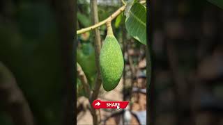 Thailand All Time Mango 😍Baramasi /365 days Mango verity #mango #gardening #plants