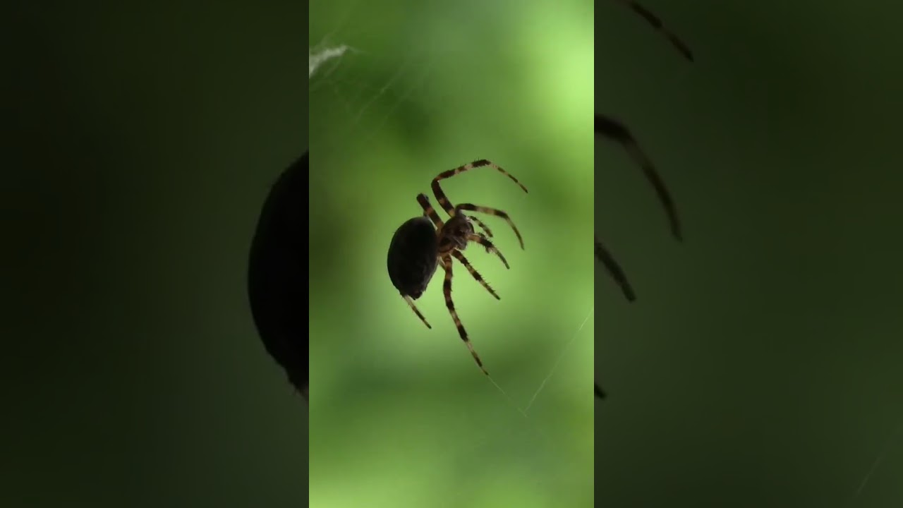 A clear view of an innocent spider moving through his net..