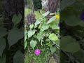 Kolorowo…😍 #foryou #flowers #beautiful #garden