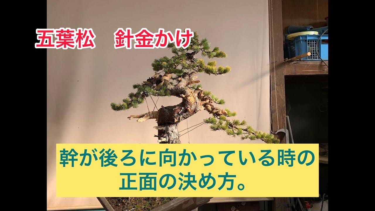 盆栽 正面決定のコツ。吾妻五葉松 ＃盆栽 ＃針金かけ #bonsai - YouTube
