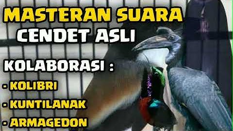 MASTERAN SUARA CENDET ASLI | KOLABORASI : KOLIBRI + KUNTILANAK + ARMAGEDON