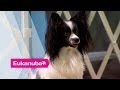 Masher the Papillion at an Agility Competition - Part 1 | Extraordinary Dogs