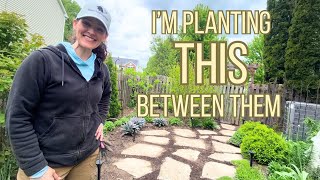 Planting a Microclover Groundcover Between My Stepping Stones
