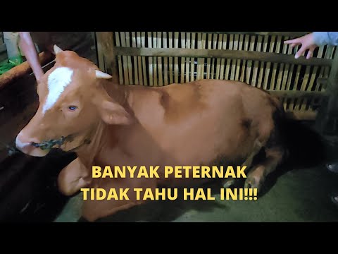 Video: Cara Beritahu Jika Kucing Anda Sakit - 7 Gejala untuk Watch Out Untuk