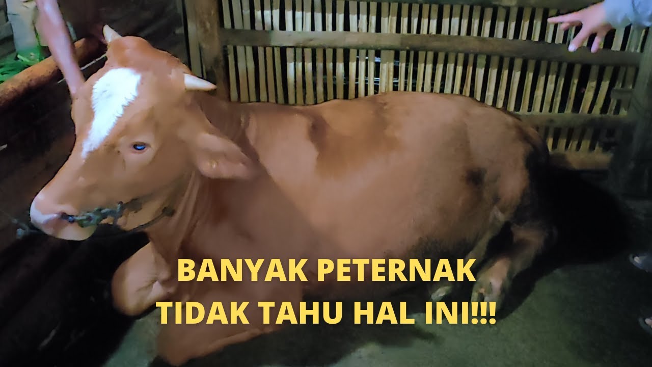 ОШИБКИ ФЕРМЕРОВ, КОГДА СКОТ БОЛЬНОЙ И НЕ ЕСТ