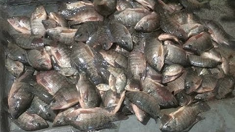 chia sẻ ae cách câu lưỡi lục cần tay hiệu quả #trongchat #moicauca