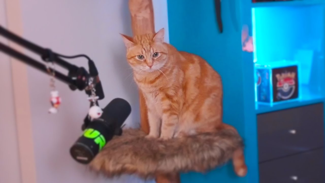 Wilson Streamer...🧡🐱