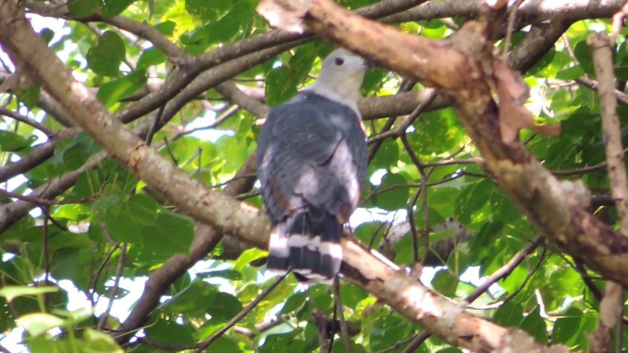 Aves de Venezuela  -  Ave de Barinas  - Gavilán Palomero - Leptodon cayanensis