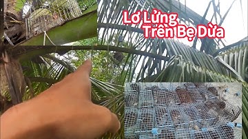 Buổi Sáng Thăm 70 Bẫy Chuột Dừa , Chuột Lên Cây Là Dính !