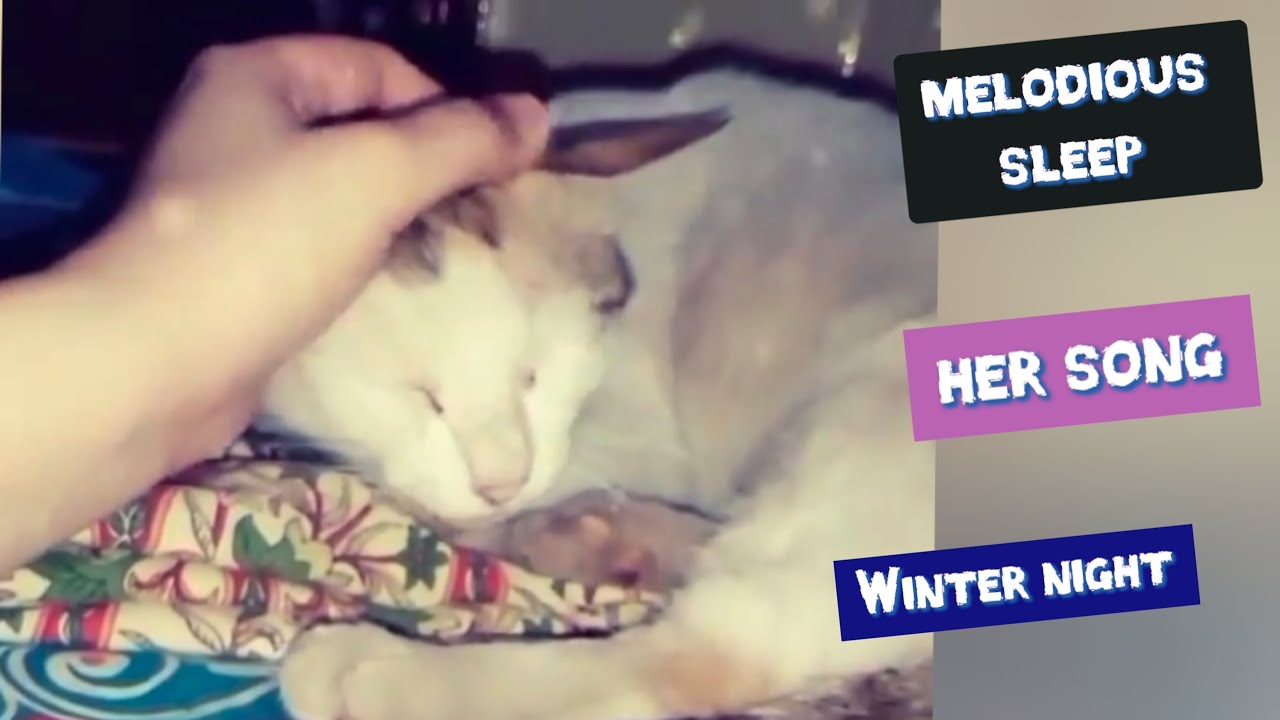 Fary cat listening to relaxing LULLABY |  Make Your Cat Sleep Within 5 Minutes