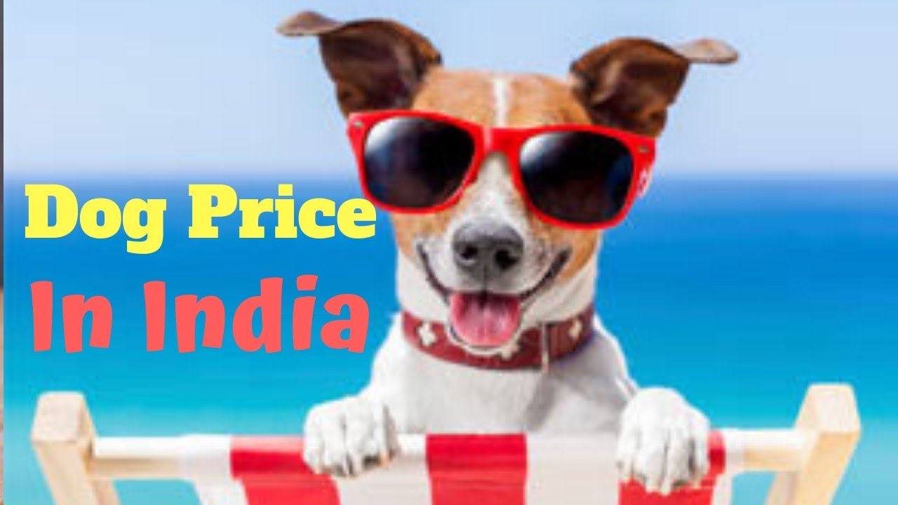 Dog price in India | amazing facts in hindi | Animal Channel Hindi - YouTube