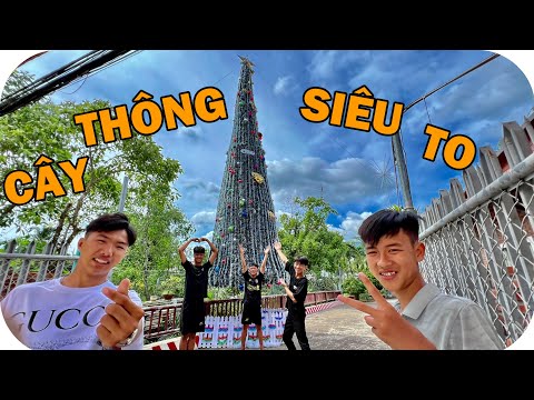 Video: Thu Thập Kim Thông: Học Cách Thu Hoạch Cây Thông Cho Vườn