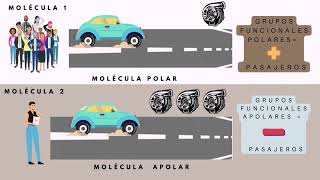 Cromatografía En Capa Fina. Gala Cosio, Laura Juárez, Luz Morales, Guido Rayo, Naomi Ramírez.