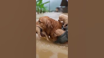 Giữa Lũ Dữ, Chó Mẹ Cõng Con Tới Nơi An Toàn! #viral #shorts #dog
