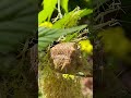 カマキリの孵化。