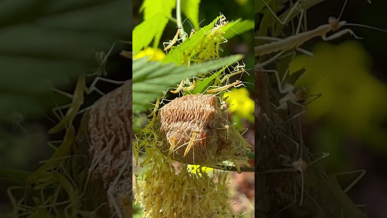 カマキリの孵化。
