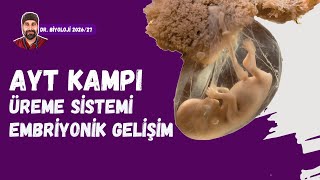 Üreme Sistemi Embriyonik Gelişim Dr. Biyoloji Ayt Dönem 2026 - 2027