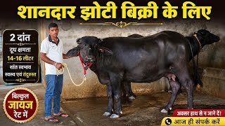 2 दांत शानदार झोटी बिक्री के लिए बिल्कुल जायज रेट में Tarsham Kanhari 98129-71026