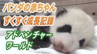 アドベンチャーワールドのパンダの赤ちゃん　すくすく成長記録　和歌山