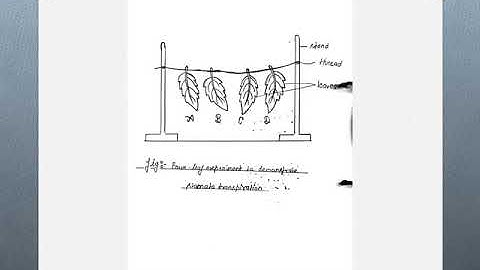 B Sc  2nd Year Botany Practical File