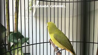 Download Lagu masteran pleci syahdu MP3